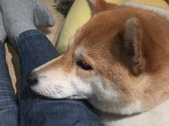 -逗柴咖啡屋·狗咖猫咖宠物桌游