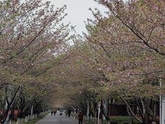 -高东镇樱花园