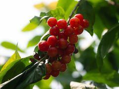 -樱桃山旅游景区