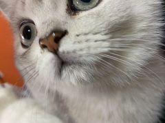 -CoCo都可(大华二店)