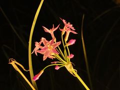 -径山花海