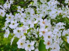 -南汇桃花村