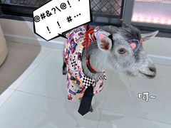 -怪兽屋·羊驼·猫咖·狗咖(俊华广场店)