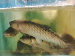 -鱼粤鲜淘米捞·中山脆肉鲩火锅(悦湖会店)