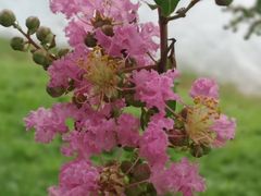 -松山湖南湖湾露营营地