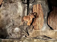 -清迈夜间动物园