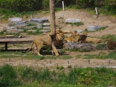 -北京野生动物园