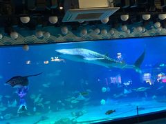 -烟台海昌鲸鲨海洋公园