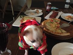 -百好乐宠物友好餐厅(朝外大街店)