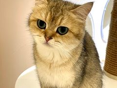 -猫域·湾主题猫咖·宠物吧(南坪城市广场店)