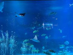 -烟台海昌鲸鲨海洋公园