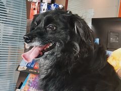 -瑞派福兴宠物医院犬猫全科·骨科·中西医结合(河东店)