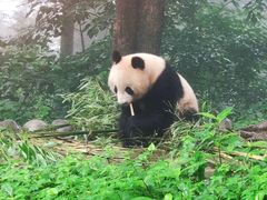 -中国大熊猫保护研究中心雅安碧峰峡基地