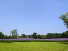 -上海滨江森林公园