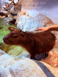 -Zoolung Zoolung动物主题公园(海信广场店)