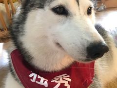 -Husky Go! 哈士奇体验馆·宠物咖啡厅狗咖