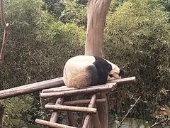 景点-成都大熊猫繁育研究基地