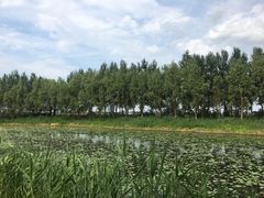 -白渔泡湿地公园