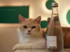 -飞行喵MR PILOT|猫舍·猫咖(静安大融城店)