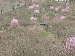 -香雪海