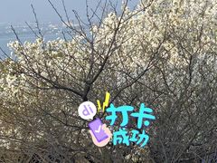 -香雪海