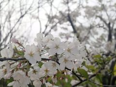 -南汇桃花村