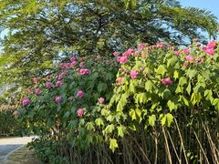 -广西壮族自治区药用植物园