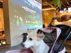 -J Create城市露营咖啡·简餐·宠物(上海动物园店)