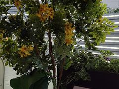 -YUISHINCOFFEE(愈欣咖啡石岩店)