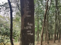 -黄埔油麻山森林公园