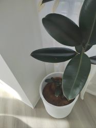 -HEYAN荷妍专业脱毛连锁机构