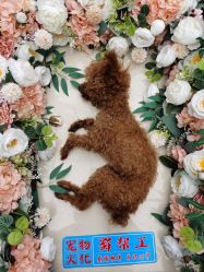 -成都市妇女儿童中心医院(中心院区)