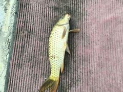 -会江钓鱼钓虾烧烤场