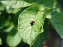 -上膳源有机蔬菜(三泉路店)