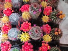 -循礼门鲜花花市(武汉循礼门店)