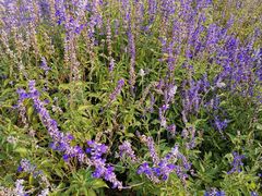 -北京东方普罗旺斯薰衣草庄园