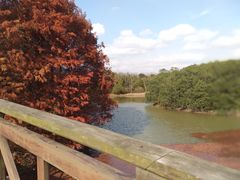 -上海海湾国家森林公园