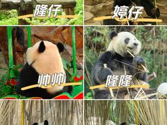-广州长隆野生动物世界