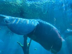 -珠海长隆海洋王国