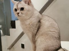 -猫儿山۰猫主题餐厅