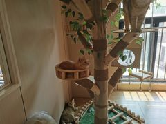 -唐小姐の私宠·宠物洗护美容·撸猫馆·购宠(周浦万达旗舰店)