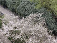 -武汉大学-樱园