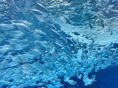 -上海海洋水族馆