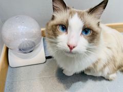 -飞行喵MR PILOT|猫舍·猫咖(静安大融城店)