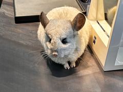 -大视光学•LINDBERG林德伯格•全球手工眼镜集合店(王府井店)