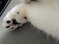 -lincat·猫舍(广州店)