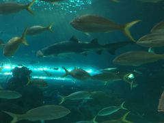 -瑞普利水族馆