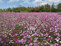 -歌斐颂巧克力小镇