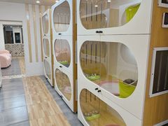 -青奢宠物·青奢猫舍