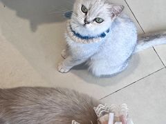 -怪兽屋·羊驼·猫咖·狗咖(俊华广场店)